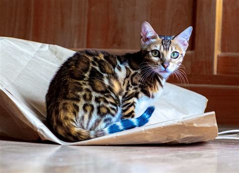 Bengal Cat Appearance What Do Bengal Cats Look Like Bengal Cat Republic