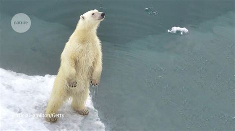 Polar Bear Population Discovered That Can Survive Without Sea Ice