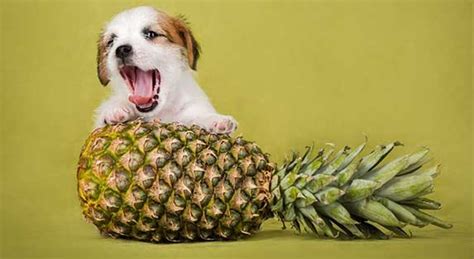 Pineapple in all forms and at all stages is safe for your furry friends as an occasional treat. Can Dogs Have Pineapple Juice? | ZooAwesome