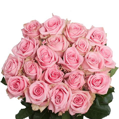 Choose Your Quantity Of Roses Beautiful Pink Roses Bulk Roses Candy