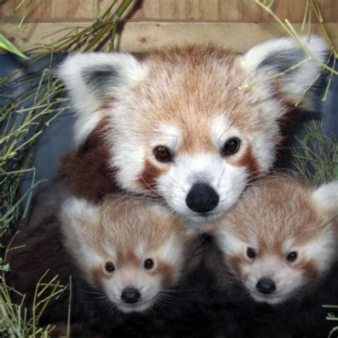 Newborn Baby Red Panda Facts Newborn Baby