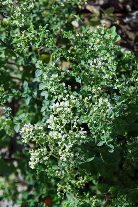 How To Plant And Grow Oregano Be Legendary Podcast