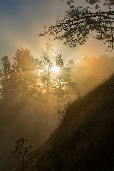 Rays Of Sun And Fog Coming Through The Trees At Dawn By Stocksy