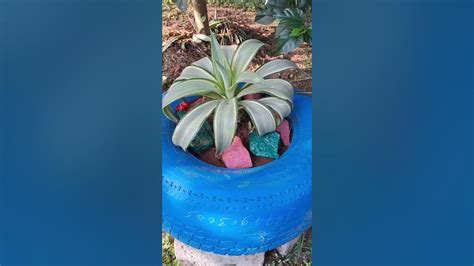 Decorate Your Garden With Waste Tyre Youtube