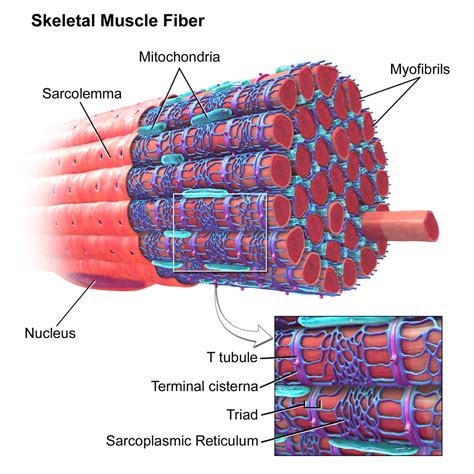 Muscle Tissue Scientist Cindy