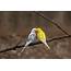 Parakeet Budgie Parrot Bird Tropical 28 Wallpapers HD / Desktop 