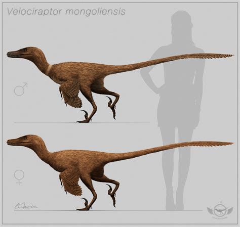 벨로키랍토르 Velociraptor