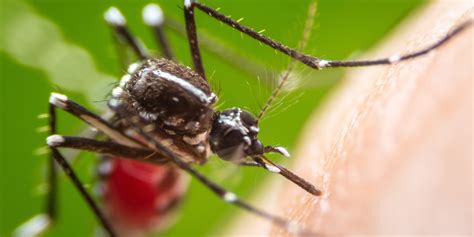 The Top Facts About Mosquitos You Need To Know Mosquitonix Houston