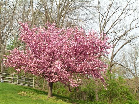 Flowering Cherry Trees Grow An Ornamental Cherry Blossom Tree Garden