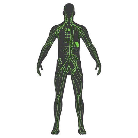 Anatomy Of The Lymphatic System Photograph By Photon Illustration