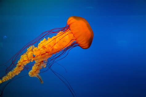Free Images Nature Wildlife Underwater Tropical Jellyfish Blue
