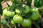 Grüne Tomaten Foto & Bild | pflanzen, pilze & flechten, früchte und ...