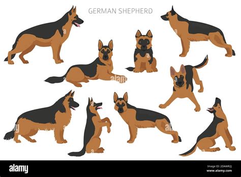 How Many Types Of German Shepherd Are There