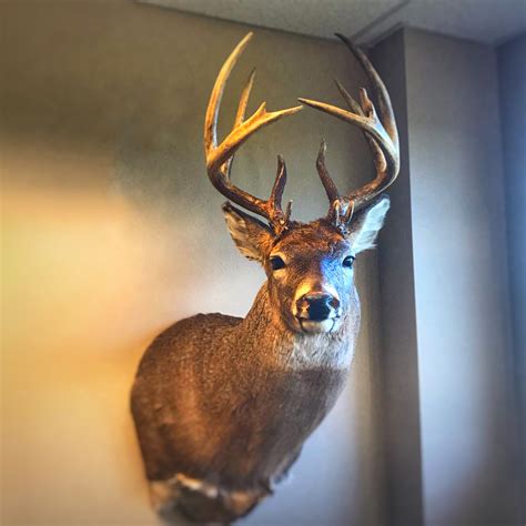 Taxidermy Prices What Should A Deer Mount Cost Deer And Deer Hunting