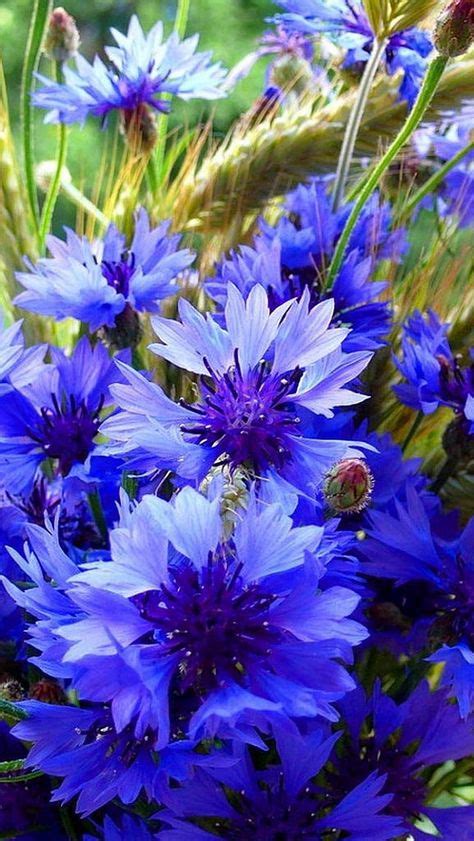 1222 Best Blue Flowers Images On Pinterest Beautiful Flowers Blue