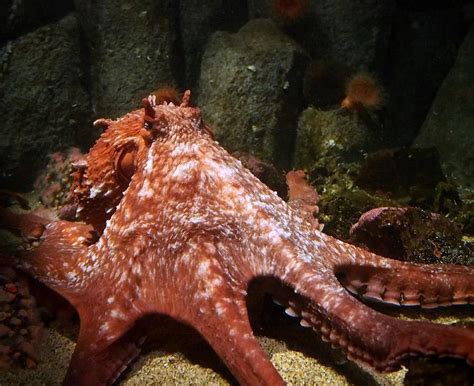 Giant Pacific Octopus Animals Monterey Bay Aquarium