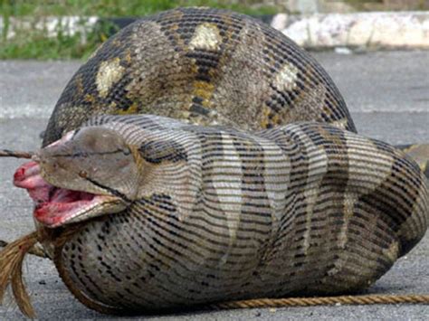 Anaconda Snake Eating Human
