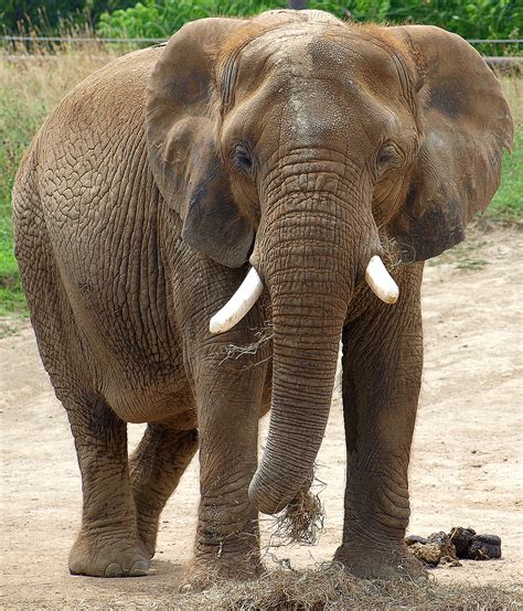 Fileelephant At Indianapolis Zoo Wikimedia Commons