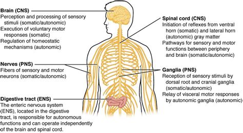 The cns consists of the brain and spinal. Central nervous system Facts for Kids