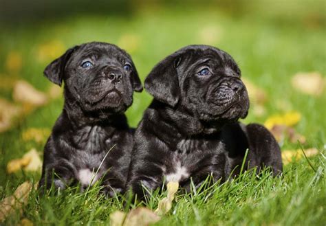 Dame and sire who are registered with akc, iccf, ckc had beautiful cane corso puppies. Cane Corso Puppies For Sale - AKC PuppyFinder