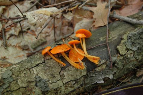 Found These Orange Mushrooms Growing On Some Wood In