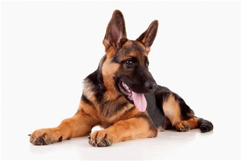 Why Do German Shepherds Whine 2023