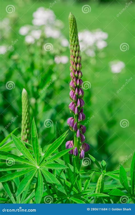 Background Of Bright Beautiful Blue Lupine Flowers Grow Stock Photo