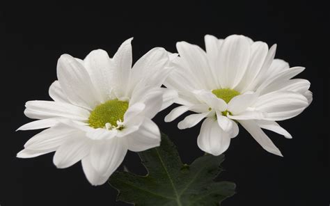 White Flower Hd Wallpapers Wallpaper Cave