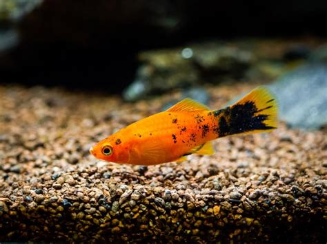 Platy Fish 101 Care Types Diet Lifespan And More