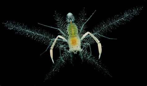 Feather Shrimp Microprosthema Plumicorne Spongicolidae Flickr