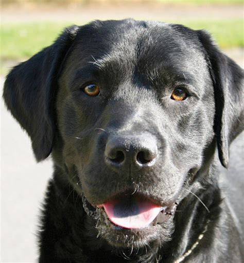Learn About The Labrador Retriever Dog Breed From A Trusted Veterinarian