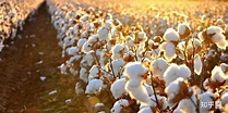 你有见过新疆棉「花」的样子吗？真实的棉花田究竟是什么景象？ - 知乎