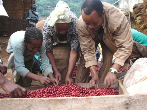 Somethings Brewing In Ethiopia Frontlines Marchapril 2015 Archive