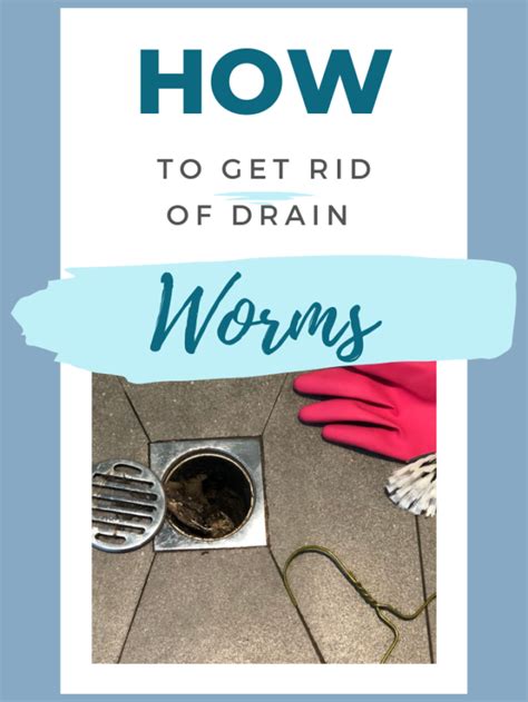 How To Get Rid Of Drain Worms In The Shower Tiny Black Worms