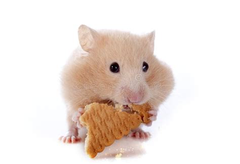 A Hamster Eating Stock Image Image Of Healthy Furry 10576763
