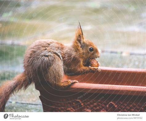 Eye Contact With Eating Squirrel Sitting On Pergola A Royalty Free