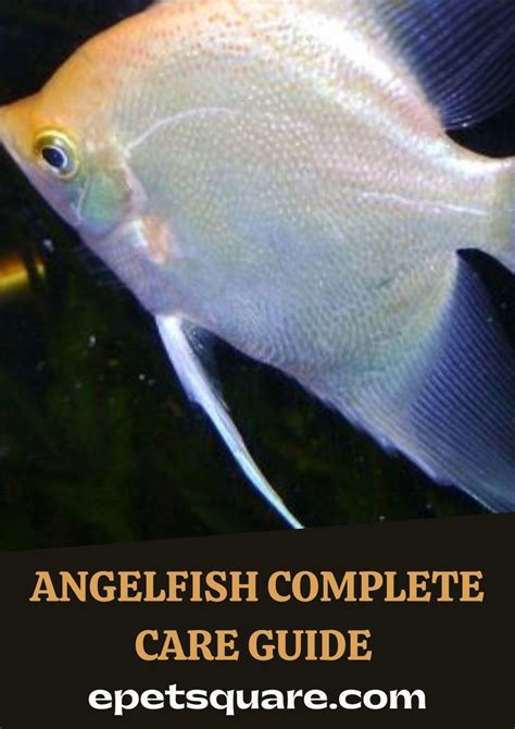 Angelfish Complete Care Guide Angel Fish Fish Care Tropical Fish
