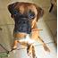Stud Dog  Female Boxer In Need Of 863 326 2604 Breed Your