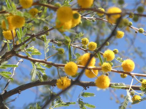 Yellow Texas Mesquite Tree Arica Darby