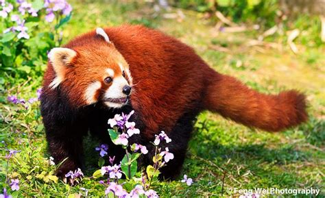 Red Panda Found Some Pretty Flowers For You — You Humans Eat Flowers