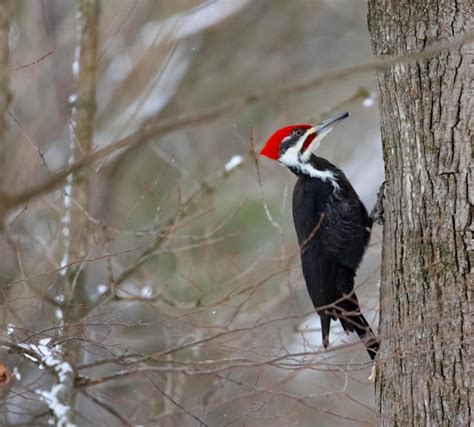 Rare Leucistic Pileated Woodpecker Near Milwaukee River Wisconsin R