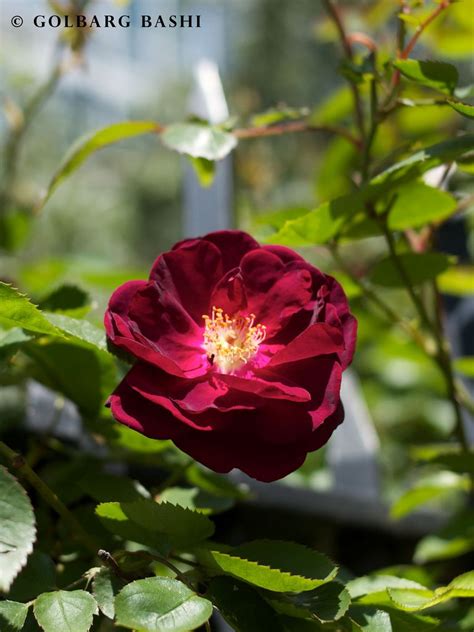 Sweetbriar Rose Great Fragrance Rose Garden Design Rose Garden