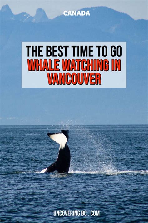 When Is The Best Time For Whale Watching In Vancouver Uncovering