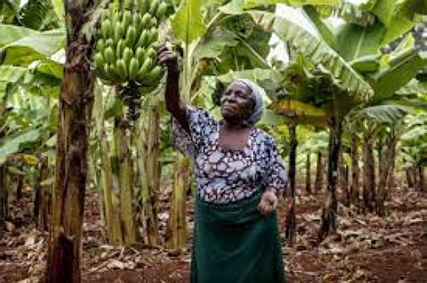Organic Banana Farming If World Design Guide