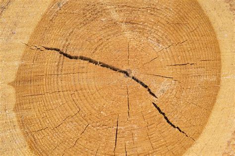 Concentric Annual Growth Rings Of Walnut Tree Slice Cracked And