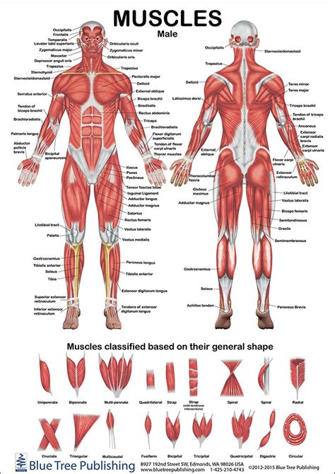 Muscles Of The Body Laminated Chart Set Lupon Gov Ph