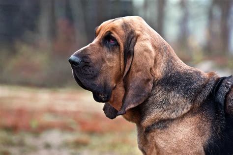 Top Adorable Bloodhound Mixes Choose Your Bloodhound Mixed Breed