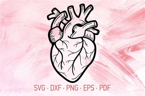 Anatomical Heart Svg Cricut Cutting Files Hand Drawn Human Etsy