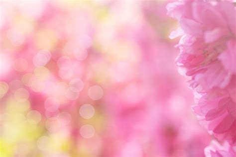 Close Up Of A Sakura Flower With Blurred Background 2295497 Stock Photo