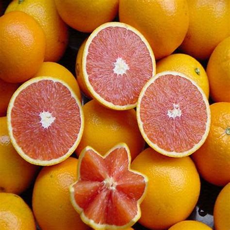 Naval Oranges Fruit Tree Seeds — Usa Garden Center